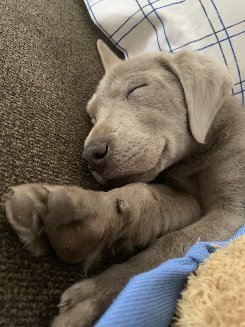 Labrador Retriever Puppies for Sale PuppySpot